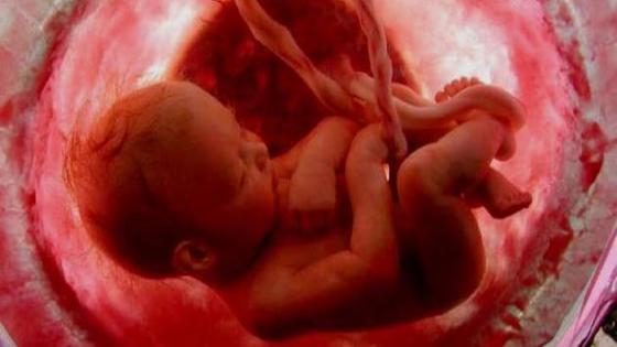 الجنين وتحكمه في المغذيات: كيف يؤثر جين الأب على عملية الأيض لدى الأم؟